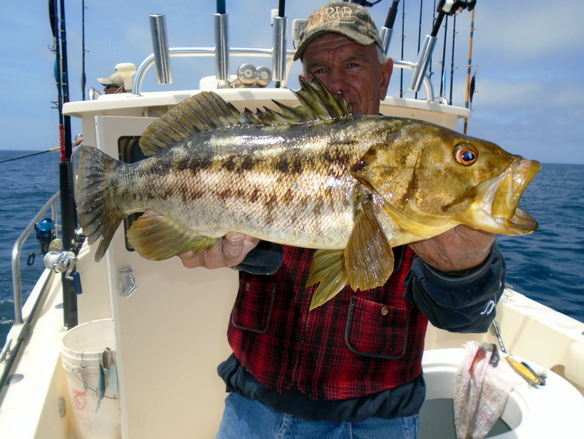 The author's Calico Bass held by Capt Juan Cook of San Quintin, Mexico.  Caught on a stickbait.