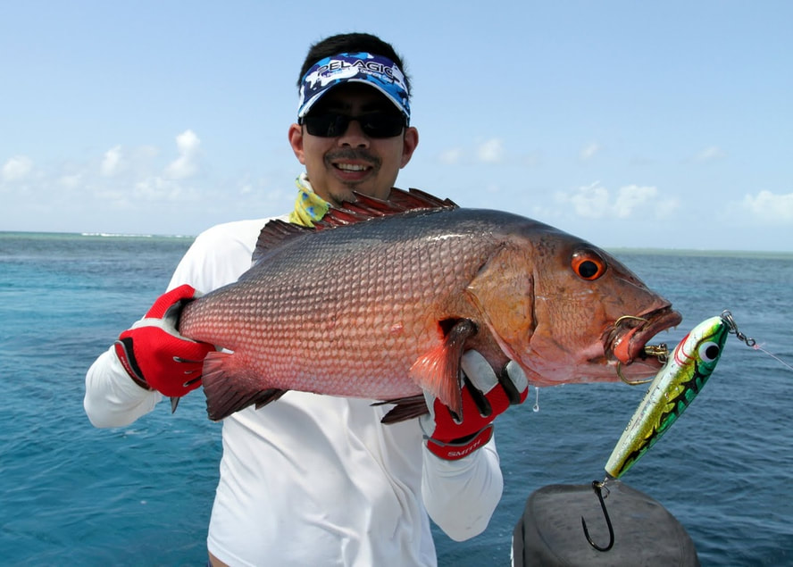 Red Bass caught in the northern Great Barrier Reef, Australia on a Heru Bobara stickbait