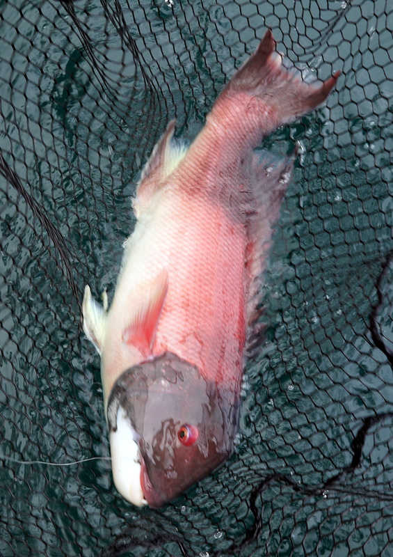 A smaller male caught on squid
