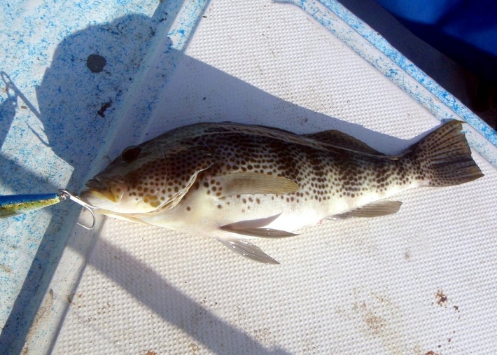 The author's Spotted Bay Bass caught in San Evaristo, Baja Sur, Mexico