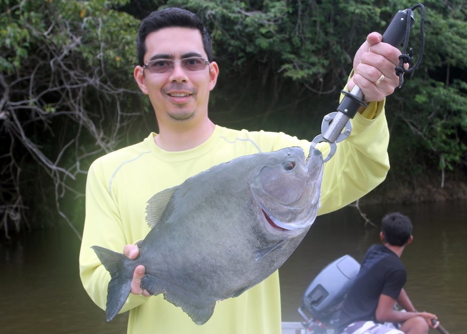 Big Black Piranha caught in Brazil on bait while fishing for catfish.