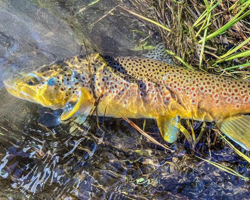 A beautiful Brown Trout about to be released on the Conejos River