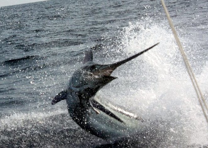 Blue Marlin charging the boat in Puerto Vallarta, Mexico.