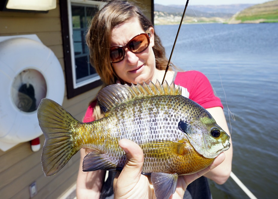 Colorful Bluegill caught on a minijig at Barrett Lake, California