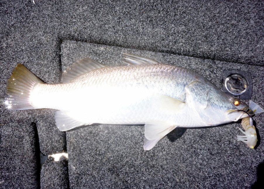 Barramundi love prawns and a good prawn imitation cast into the mangroves is a good bet to catch some.