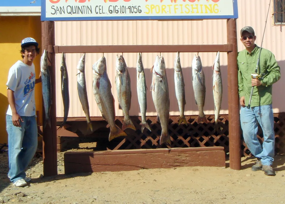 A nice mixed catch of Pacific Barracuda and White Seabass caught casting Krocadile spoons in San Quintin, Mexico.  