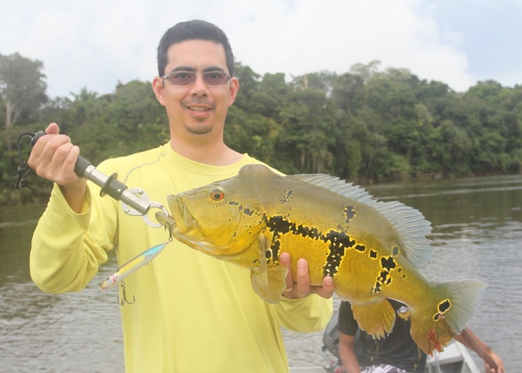 Peacock Bass caught on a Super Spook in Brazil