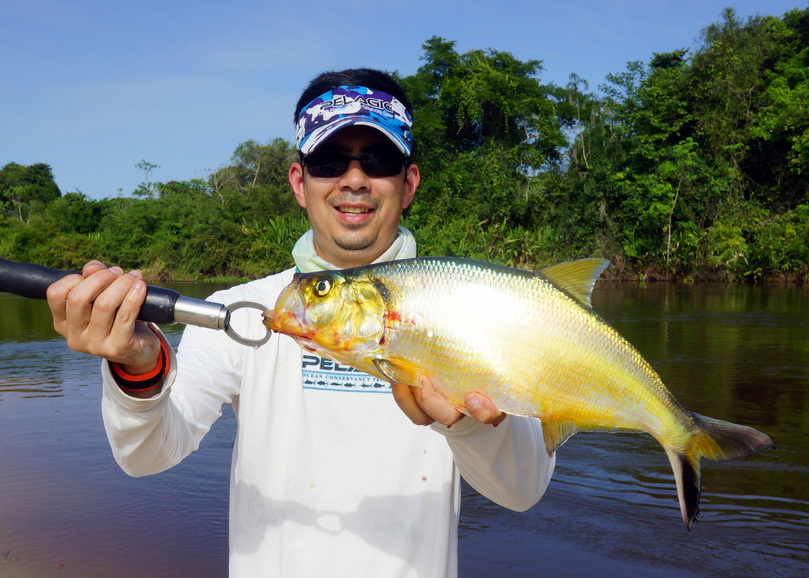 Sardinata caught on a Yo-Zuri Crystal Minnow
