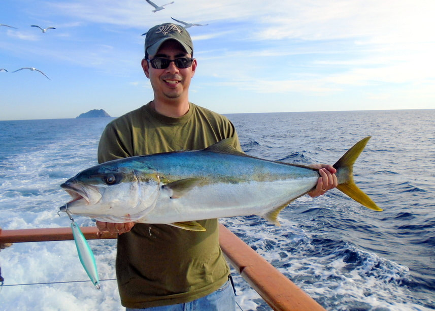 A surface iron lure used as God intended - to catch Yellowtail