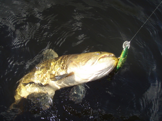 The Crystal Minnow holds up pretty well in the face of toothy fish like this Wolf Fish in Brazil...