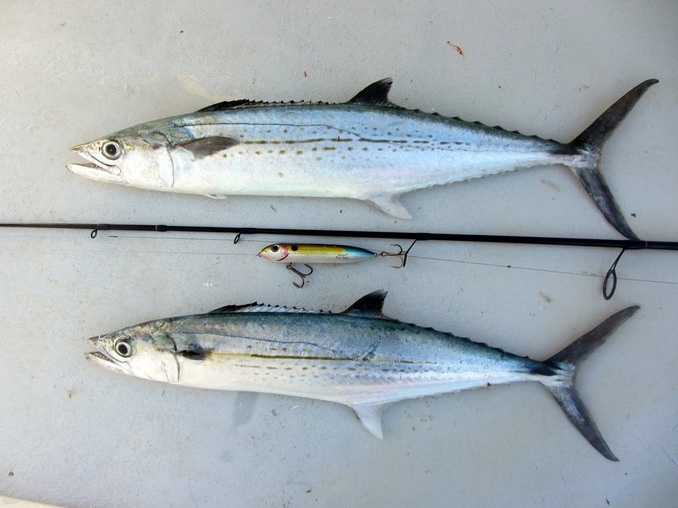 Two Mackerel taken on a Super Spook in Dry Tortugas, Florida