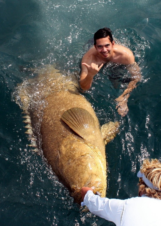 The author's big Goliath Grouper, Boca Grande, Florida