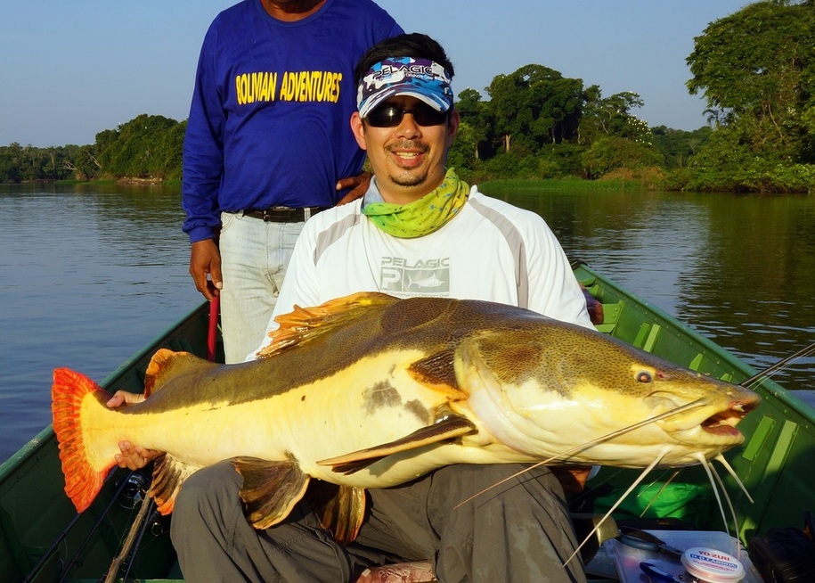 The author's Redtail Catfish from Bolivia