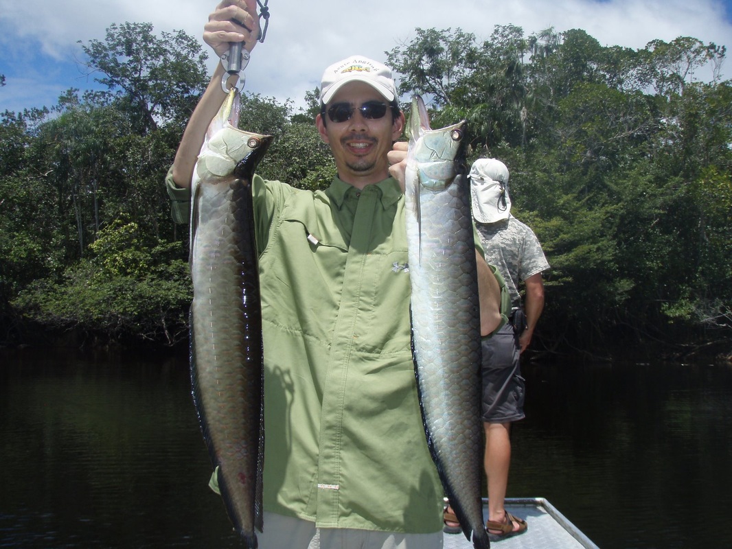Black Arowana caught in Brazil