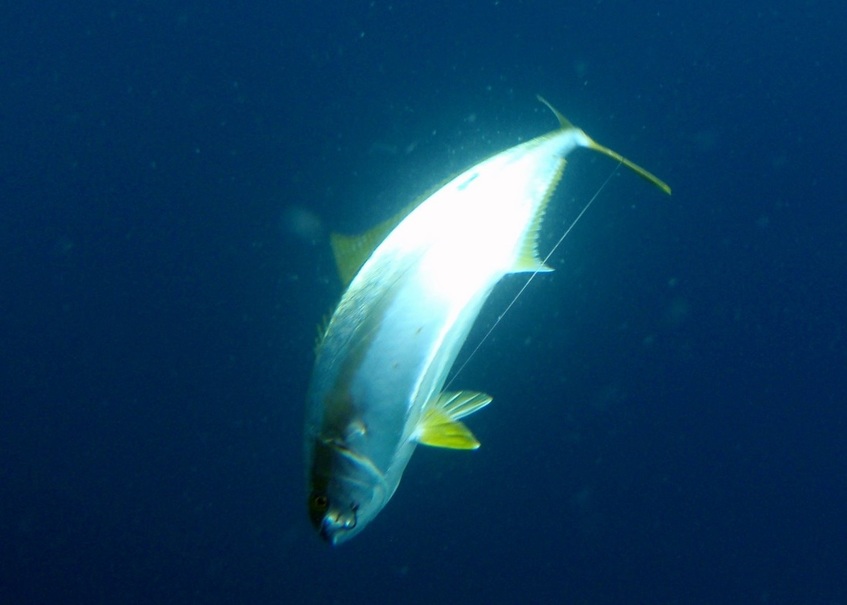 Yellowtail underwater in San Quintin, Mexico.  Note the circle hook stuck nicely in the corner of the mouth.  This fish is not getting away.