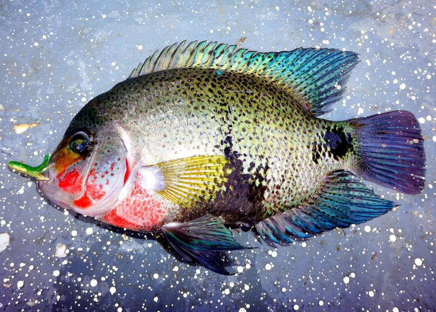 The author's Blackbelt Cichlid caught on a mini jig in Nicaragua