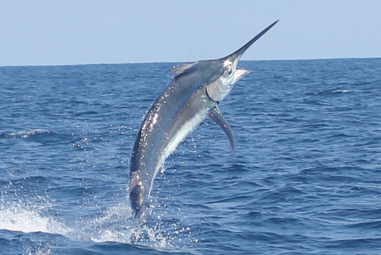 A Black Marlin hooked on a live Skipjack in Puerto Vallarta, Mexico