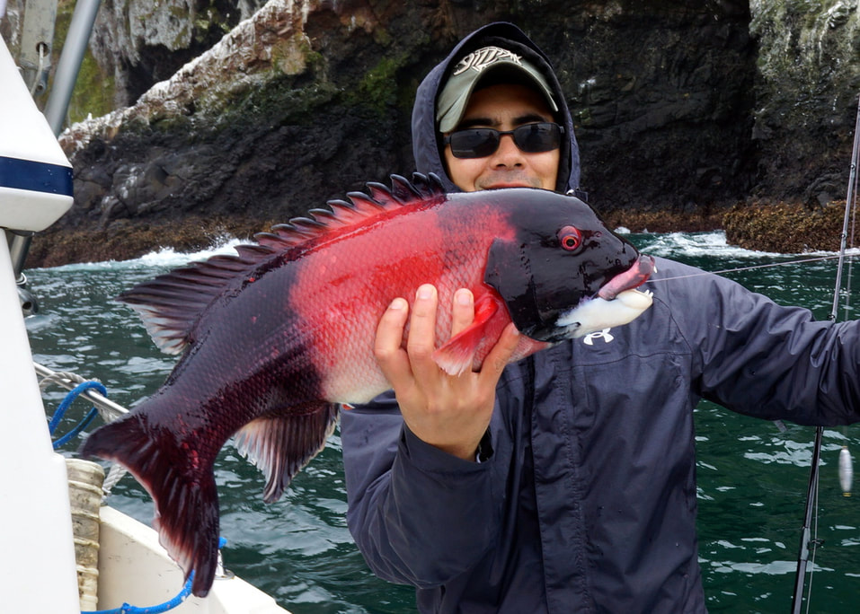 The author with a healthy male California Sheepshead caught at Santa Cruz Island on a crawdad