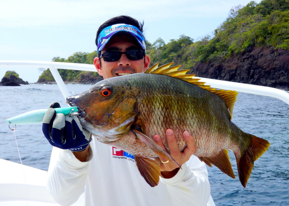 Barred Pargo caught near Cebaco Island, Panama on a surface iron jig.