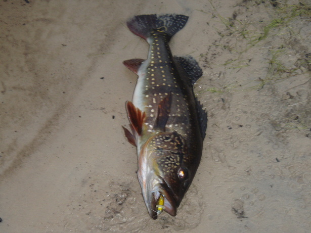 This Peacock Bass in Brazil almost swallowed a Green/Gold Crystal Minnow