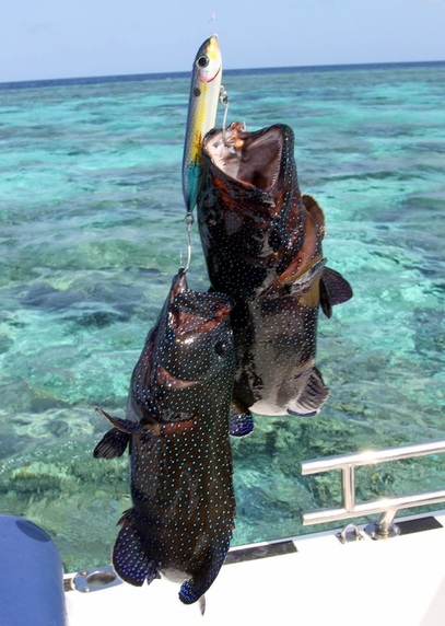 Two Grouper taken on the Super Spook on the Great Barrier Reef, Australia