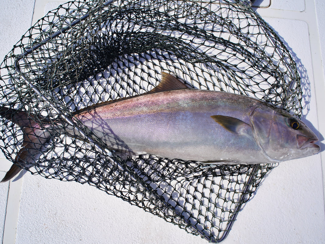 A beautifully colored specimen caught on a streaker jig in Oman