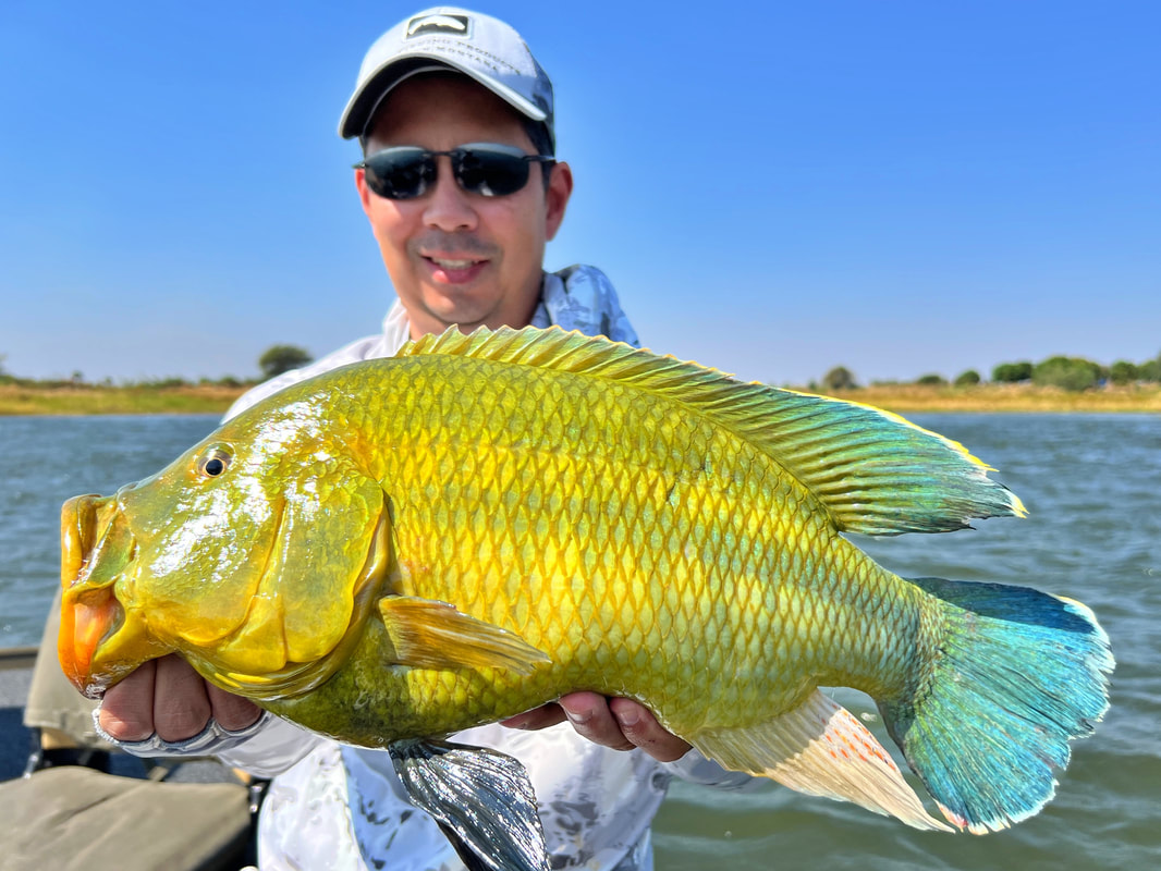 A breathtaking male Nembwe