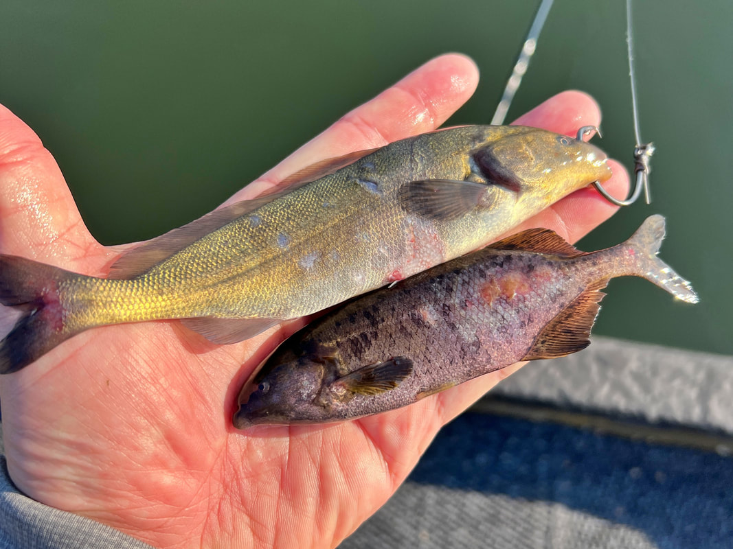 Any small fish will do as bait for the unfussy Sharptooths
