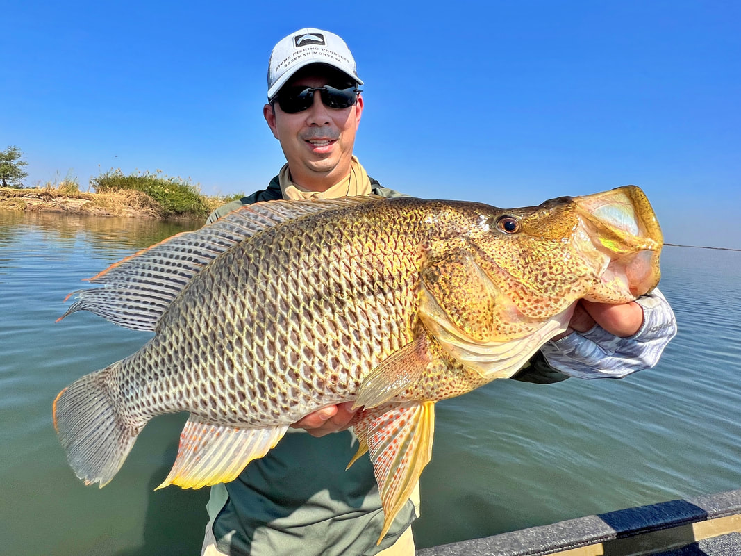 A Nembwe relative, the Thin Face Bream