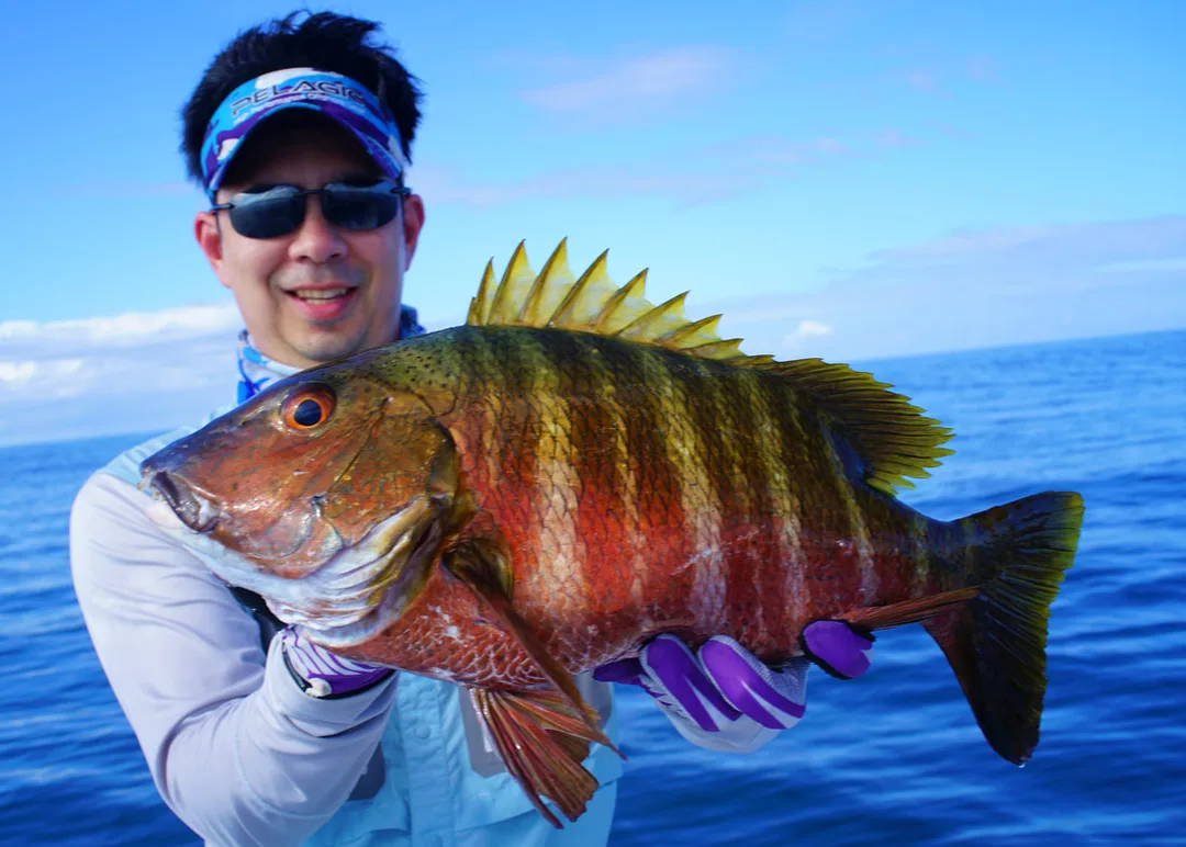 Barred Pargo caught on a surface iron jig