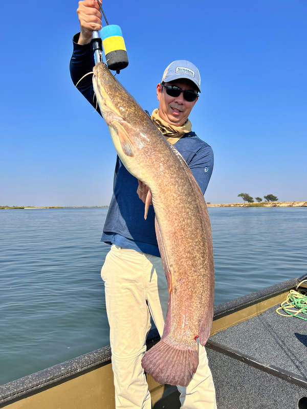 A nice Sharptooth Catfish caught on the Zambezi River in Zambia