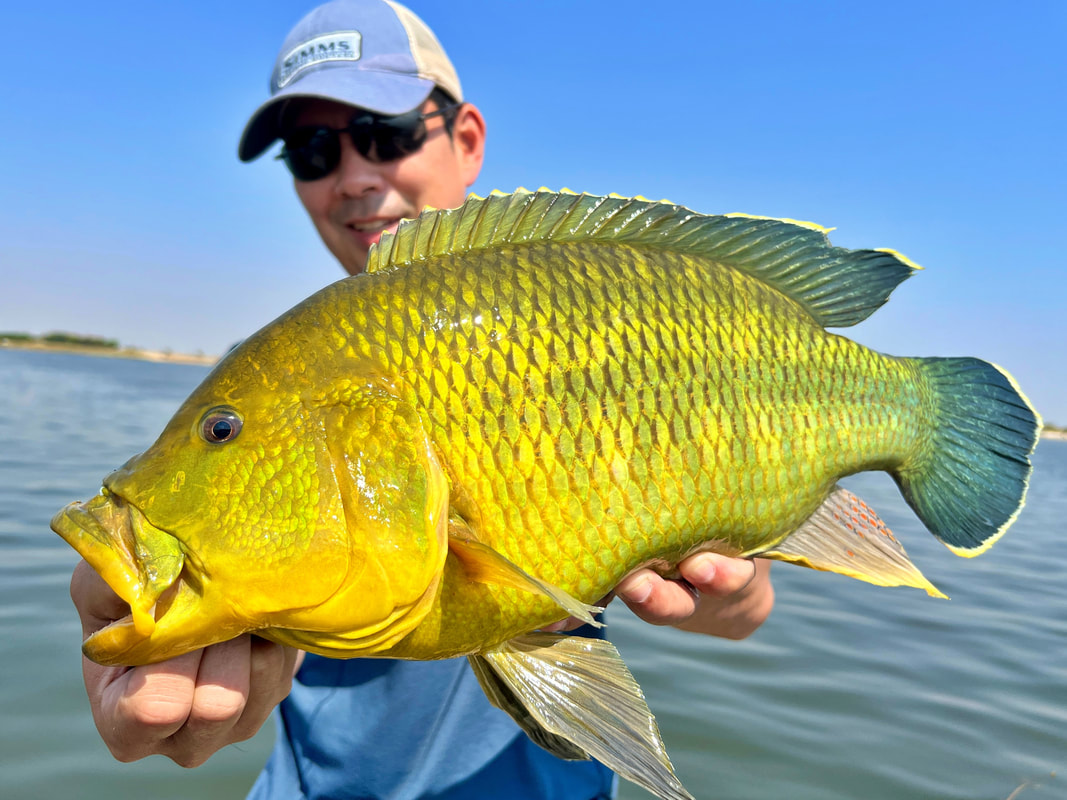 A stunning male Nembwe