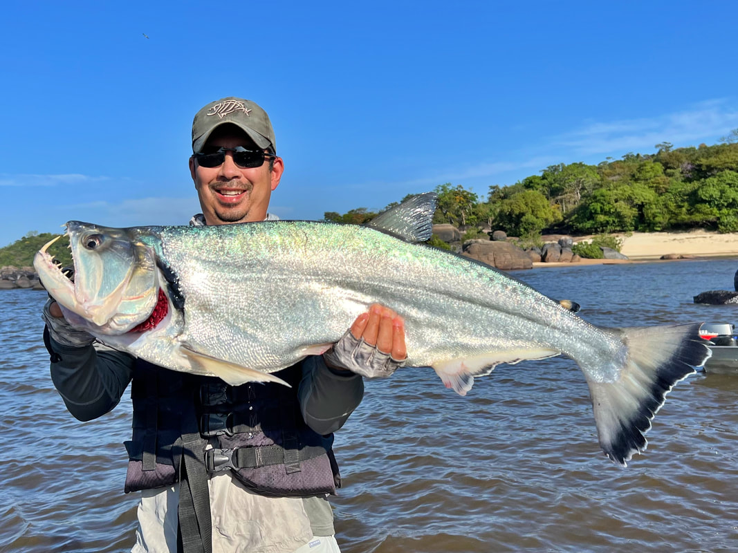 A really hefty Payara caught on the Orinoco River, Venezuela on a fly
