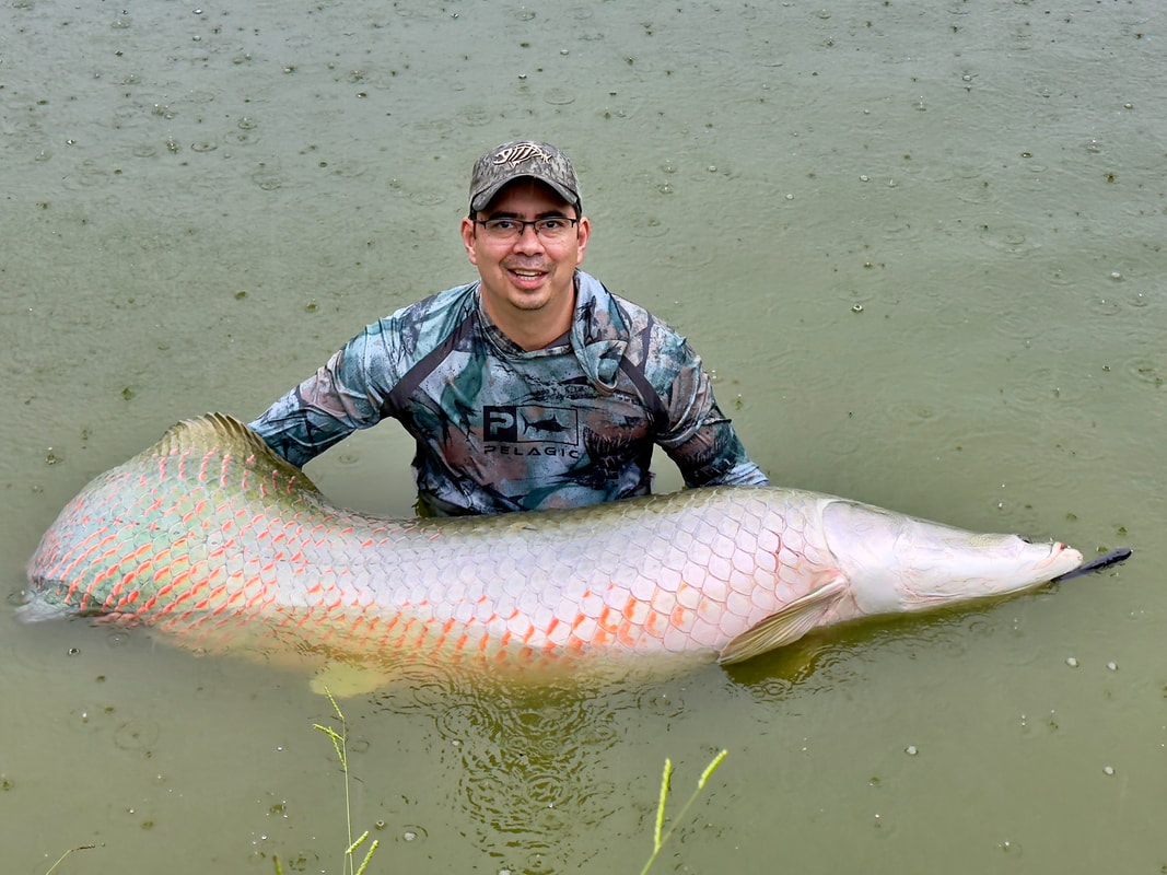 A big Arapaima that hit a lure in the rain