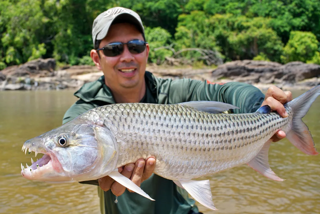 A beautiful specimen taken on a spoon in the Kilombero River in Tanzania. Note the blue adipose fin that Tanzanian fish have.