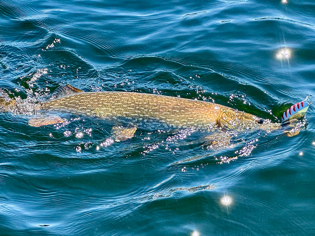 Pike love spoons