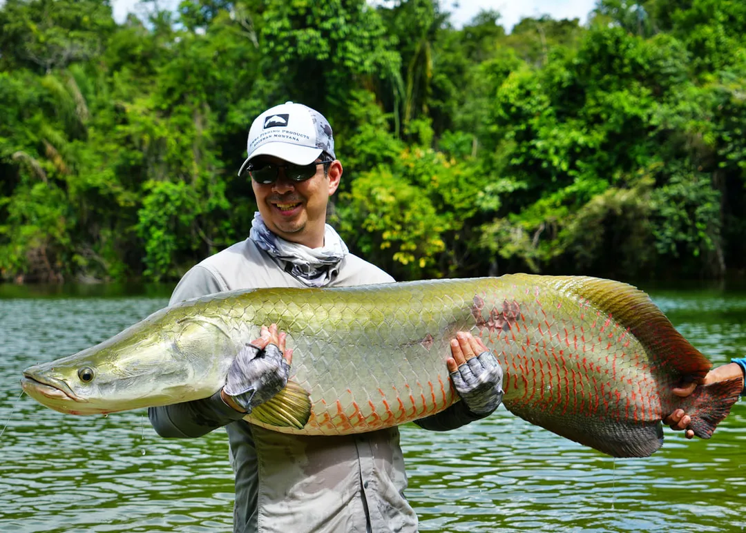 A beautiful Arapaima about to be released in Brazil