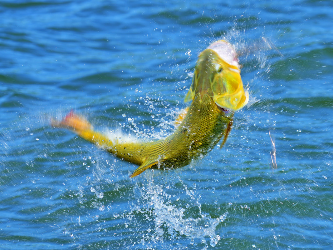 Golden Dorado leaping trying to throw the lure