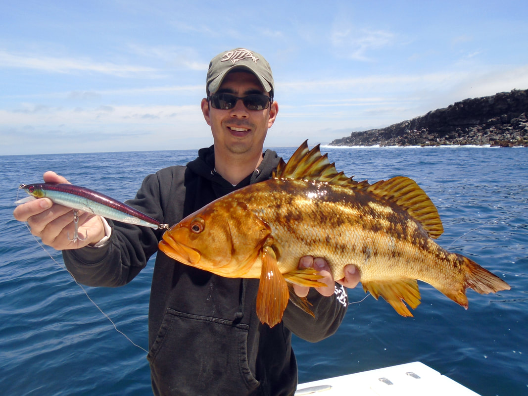 Big Calico on a stickbait