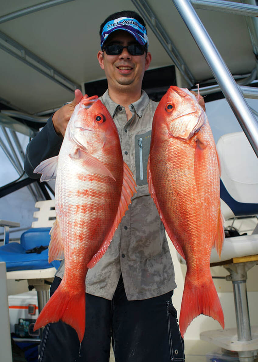 A closely related species, the Pacific Red Snapper (Lutjanus peru), caught in Panama on jigs