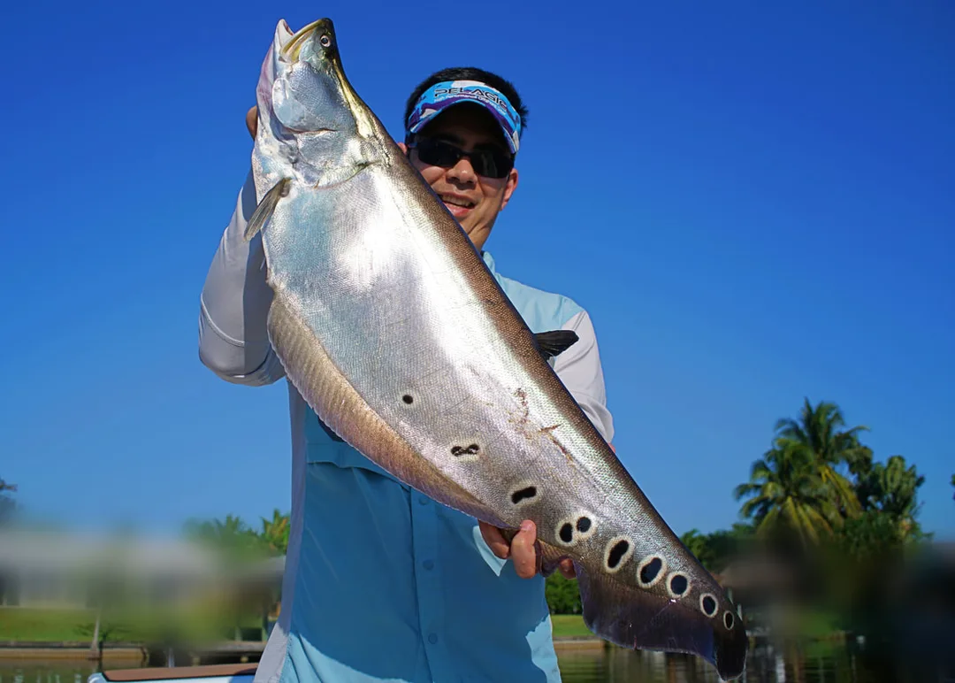 Clown Knifefish (location blurred)