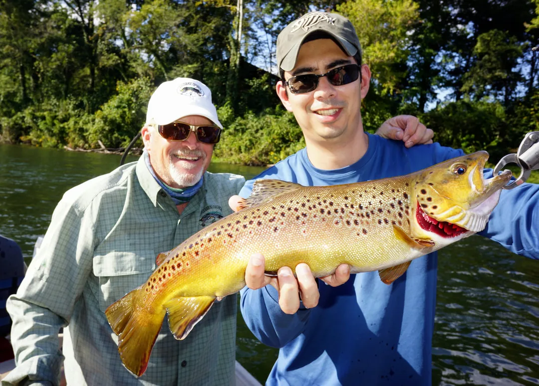 Beautiful Brown Trout about to be released