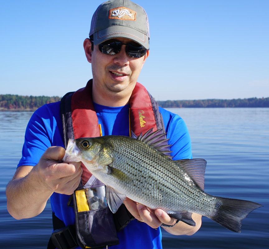 A solid White Bass from Lake O the Pines Texas on a small Crappie jig