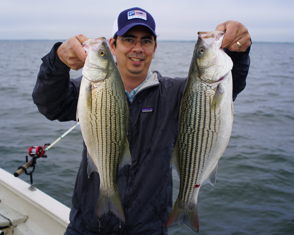 A pair of solid Hybrids caught back to back