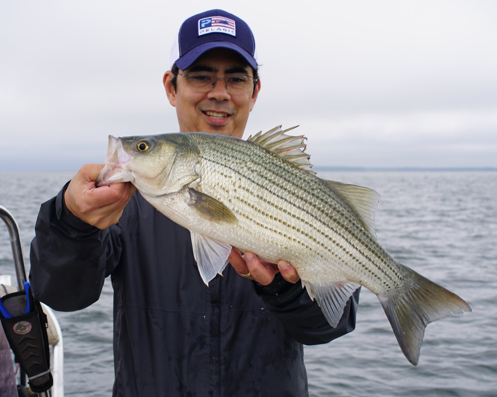 Hybrid Striped Bass caught on Lake Tawakoni, Texas