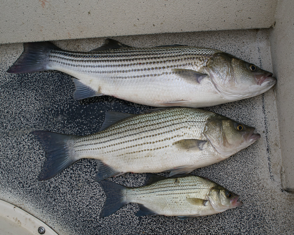 All three together: Striper, Hybrid, and White Bass all caught within minutes of each other on Lake Tawakoni, Texas