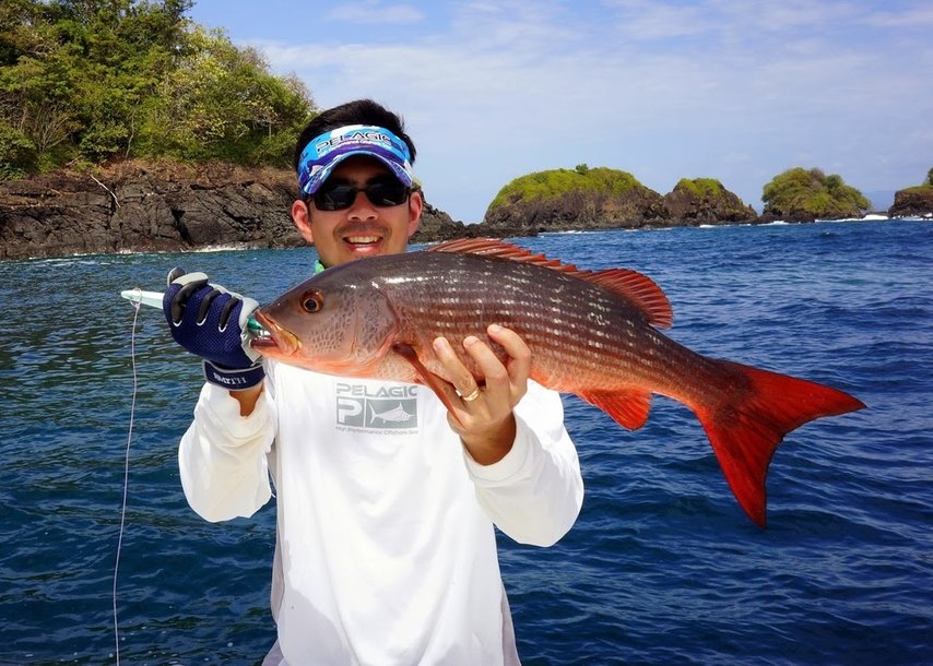 A beautifully colored medium-sized specimen caught casting a surface iron lure over the rocks in Panama.