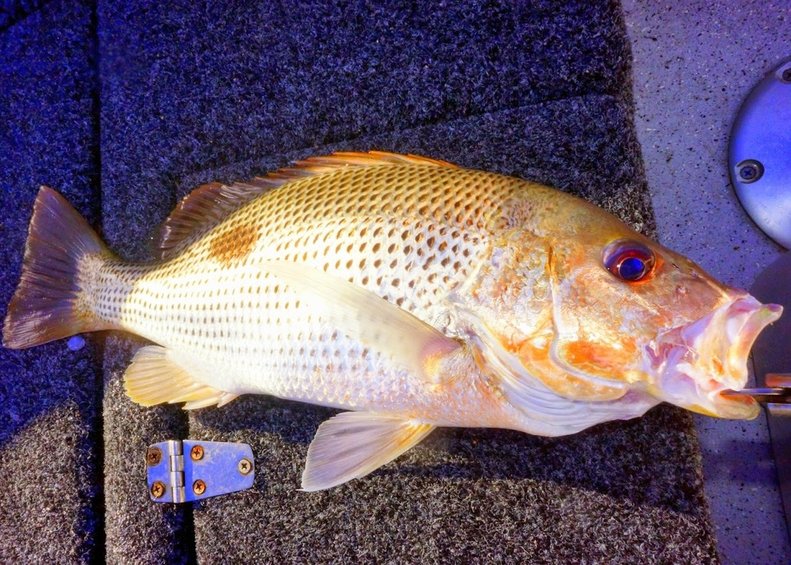 An average size Golden Snapper (Fingermark) taken while bottom fishing.