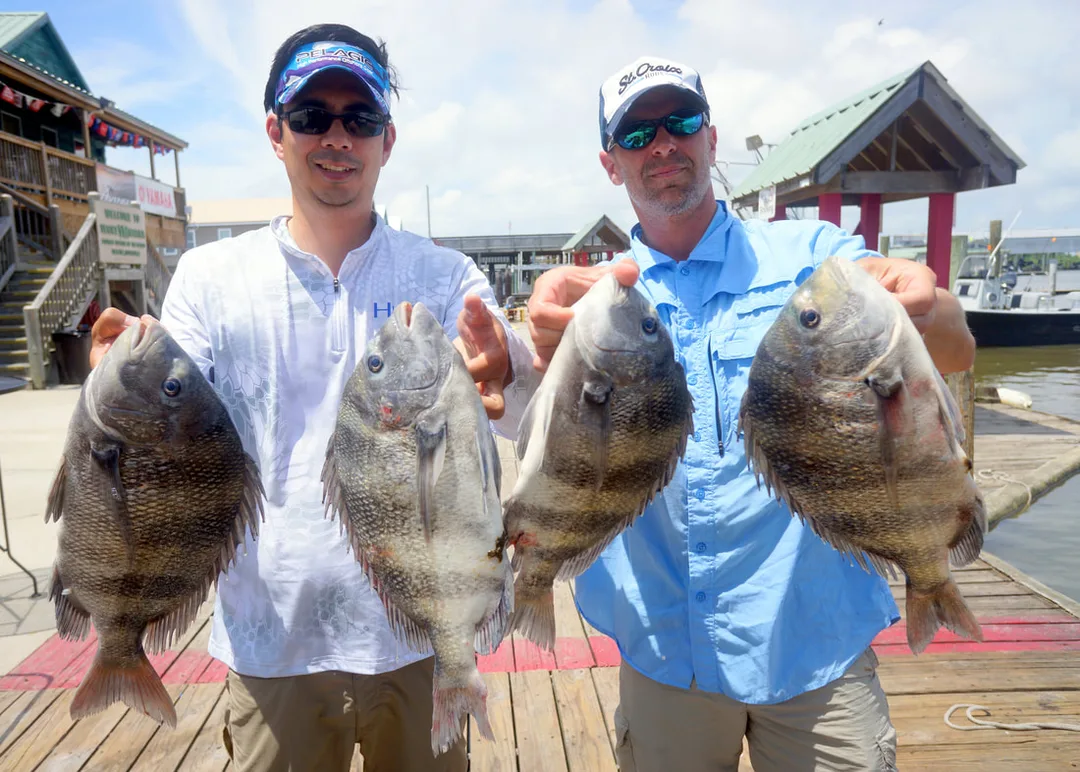 Four of the many Sheepshead we caught