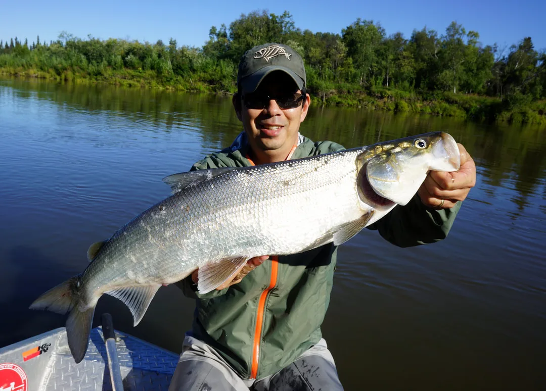 Sheefish caught on a small flashy streamer fly